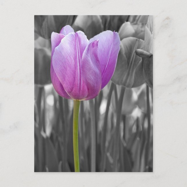Lila Frühling-Tulip auf Schwarz und Weiß Postkarte (Vorderseite)
