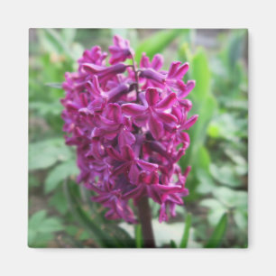 lila FrühlingsBlume Magnet