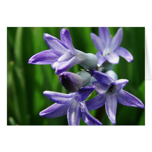 Lila Frühlingsblumen (Vorderseite (Horizontal))