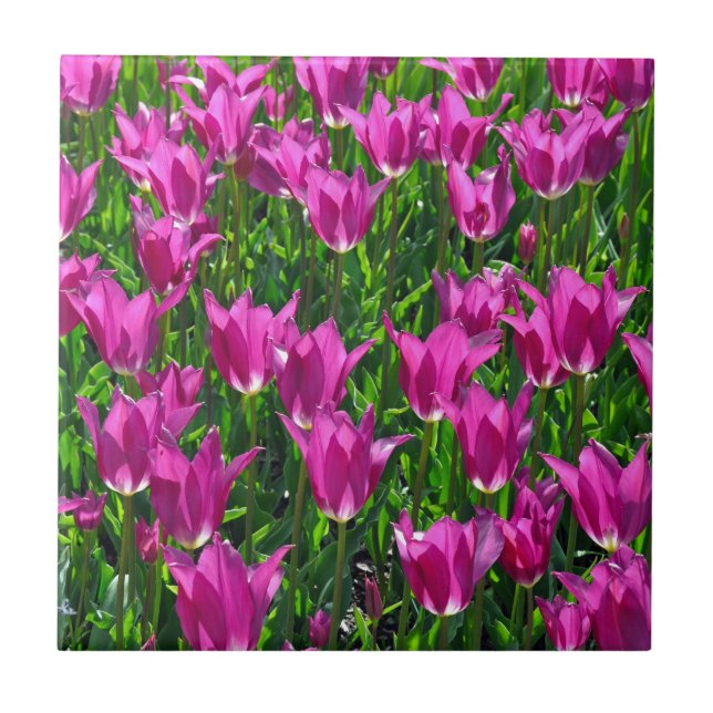 Lila Frühlingtulis Fliese (Vorderseite)