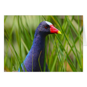Lila Gallinule