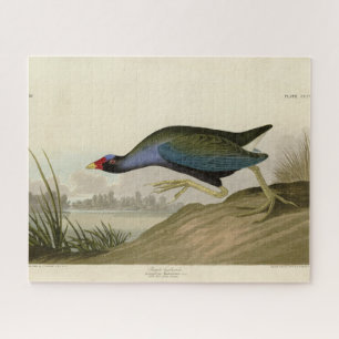 Lila Gallinule von Audubons Vögeln Amerikas