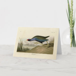 Lila Gallinule von Audubons Vögeln Amerikas Karte