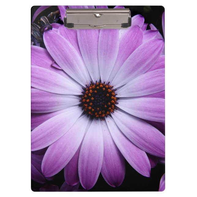Lila Gänseblümchen Klemmbrett (Vorderseite)