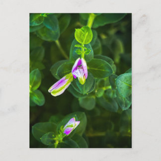 Lila Gartenblüten in grünen Blättern Postkarte