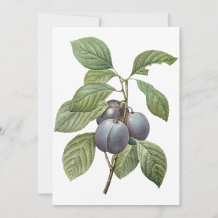 Lila Gartenpflaumen von Redoute Einladung
