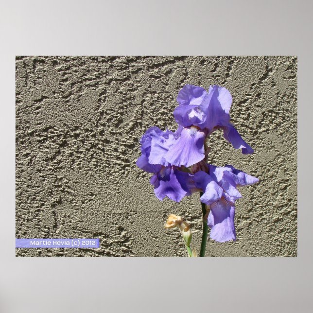 Lila gegen die Mauer Poster (Vorne)