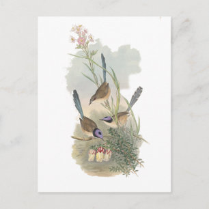Lila gekrönte Fairywren Postkarte