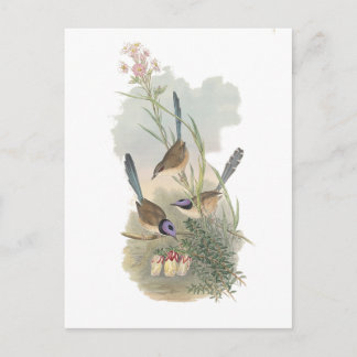 Lila gekrönte Fairywren Postkarte