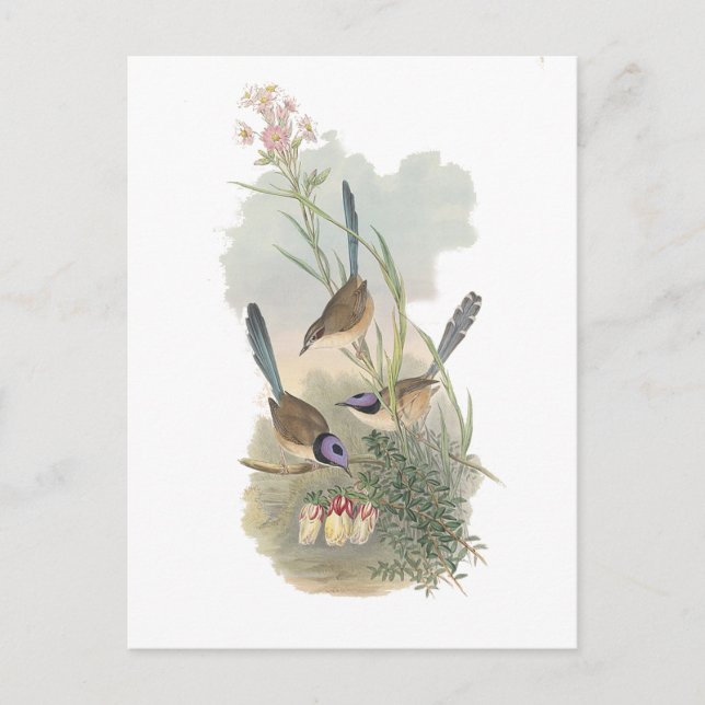 Lila gekrönte Fairywren Postkarte (Vorderseite)