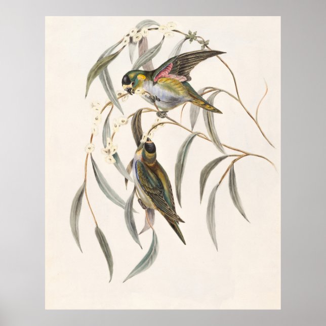 Lila gekrönter Lorikeet Animal Wildlife Bird Poster (Vorne)