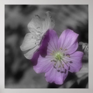 Lila Geranienblüten Teilfarbe Poster