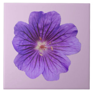 Lila Geranium-Blume auf Keramik Tile Fliese