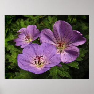 Lila Geranium-Blume Poster
