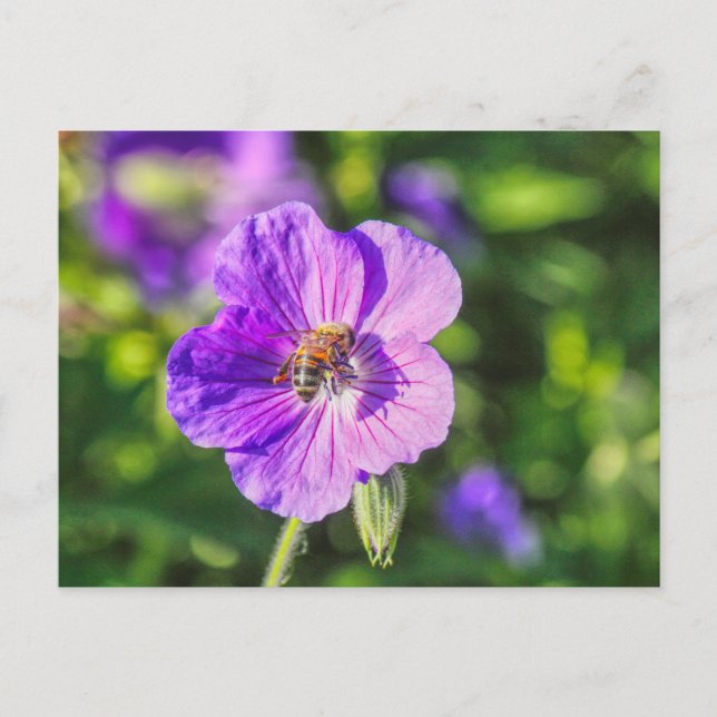 Lila Geranium mit Honey Bee Postkarte (Vorderseite)