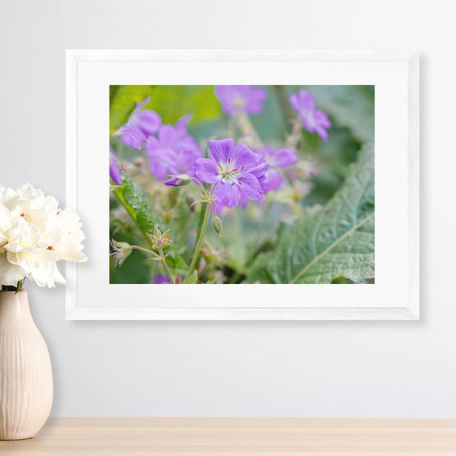Lila Geranium Wildblume Botanisches Foto Poster (Please note: This image is a digital mockup. The product may not be in scale.)