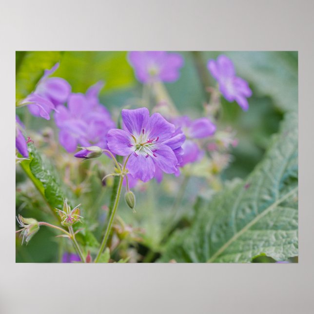 Lila Geranium Wildblume Botanisches Foto Poster (Vorne)