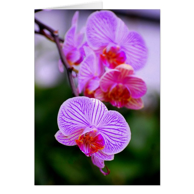 Lila gestreifte Phalaenopsis-Orchideen-Karte (Vorne)