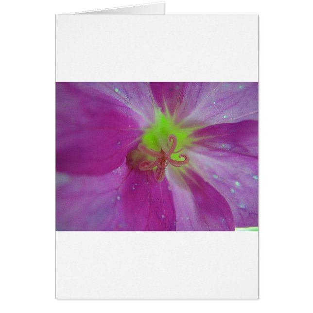 Lila gestreiftes Blütenbringer mit gelber Mitte (Vorne)