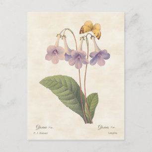 Lila Gloxinie Vintage-Botanische-Illustration Postkarte