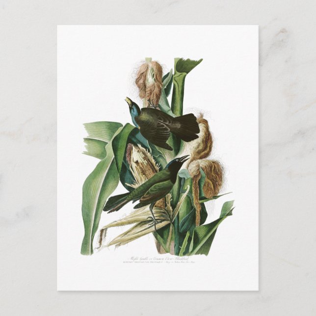 Lila Grackle Crow John Audubon Birds of America Postkarte (Vorderseite)