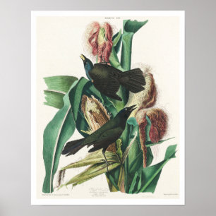 Lila Grakle oder Crow Blackbird von Audubon Poster