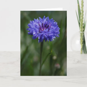 Lila Gratiskarte für Cornflower Ankündigung