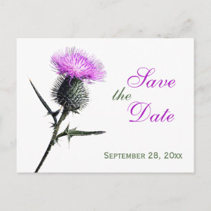 Lila grüne weiße Distel-Save the Date Postkarte