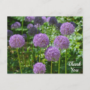 Lila Gruppe von Allium-Blumen Danke Postkarte