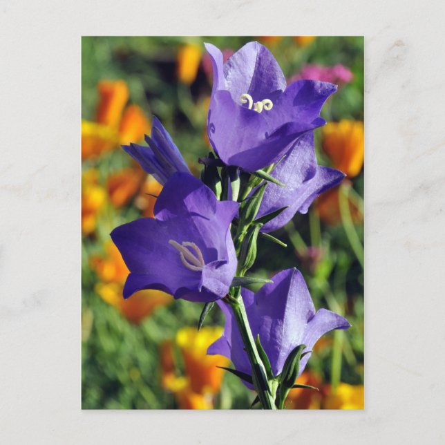 Lila Harebell-Blume Postkarte (Vorderseite)