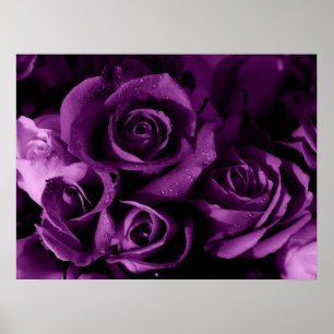Lila Haze Poster