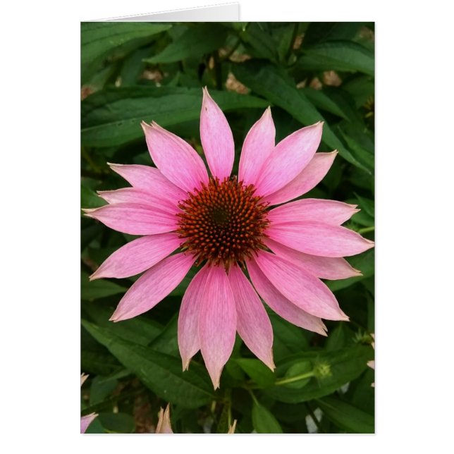 Lila, helle Blankenkarte (Vorne)