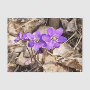 Lila Hepatica-Blume Seidenpapier