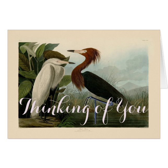 Lila Heron Audubon Bird Wildlife Painting (Vorderseite (Horizontal))