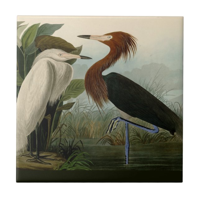 Lila Heron Audubon Bird Wildlife Painting Fliese (Vorderseite)