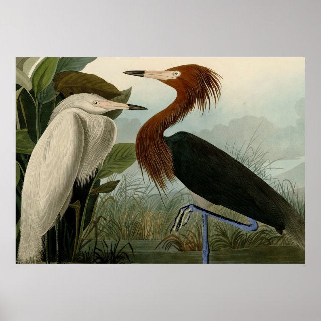 Lila Heron Audubon Bird Wildlife Painting Poster (Vorne)