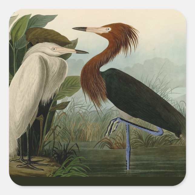 Lila Heron Audubon Bird Wildlife Painting Quadratischer Aufkleber (Vorderseite)