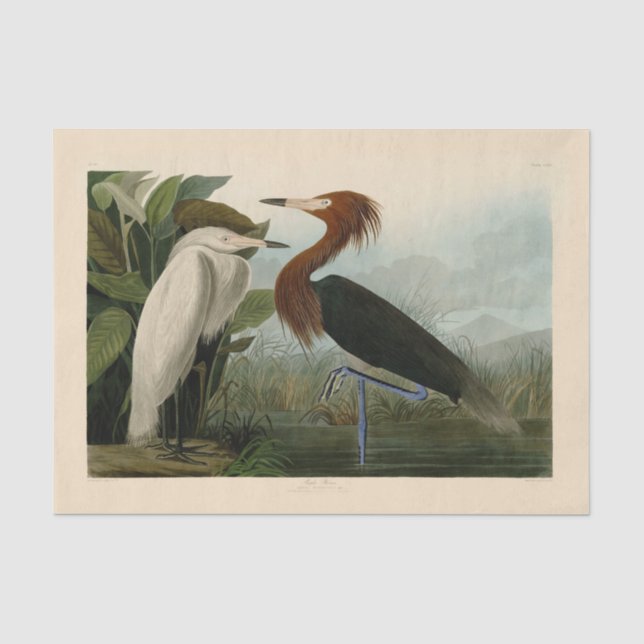 Lila Heron Audubon Bird Wildlife Painting Seidenpapier (Vorderseite)