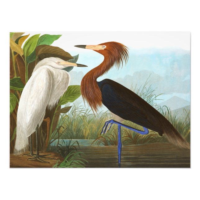 Lila Heron von John James Audubon Fotodruck (Vorne)