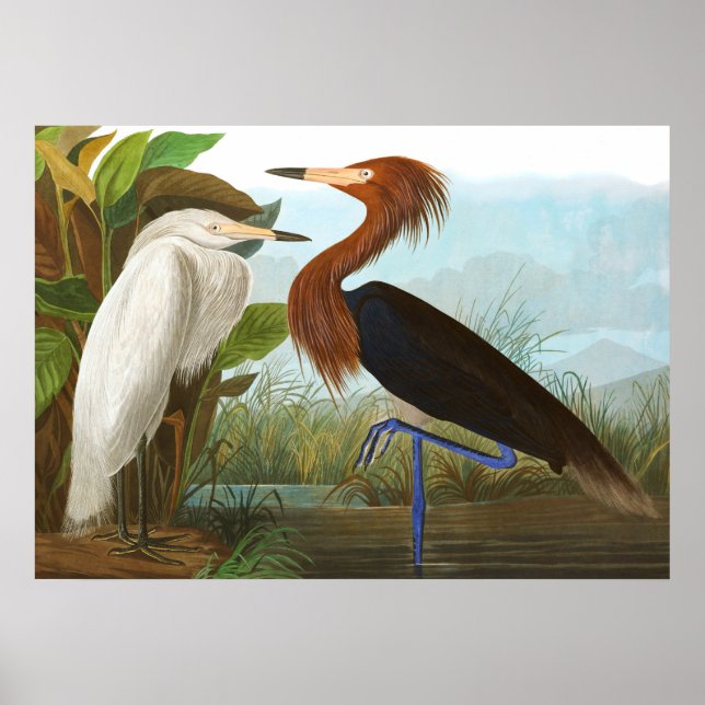 Lila Heron von John James Audubon Poster (Vorne)