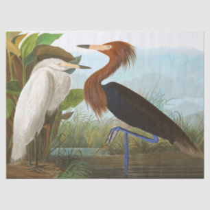 Lila Heron von John James Audubon Seidenpapier