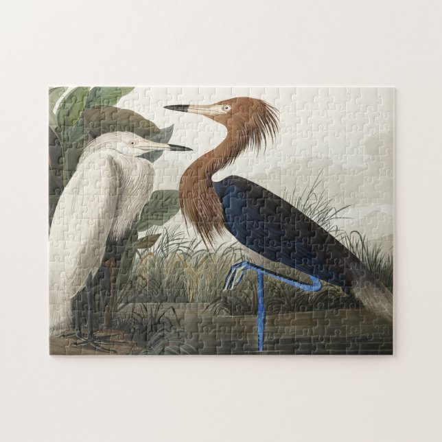 Lila Heron von Vögeln Amerikas (Horizontal)