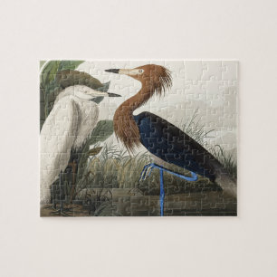 Lila Heron von Vögeln Amerikas