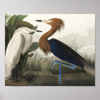 Lila Heron von Vögeln Amerikas