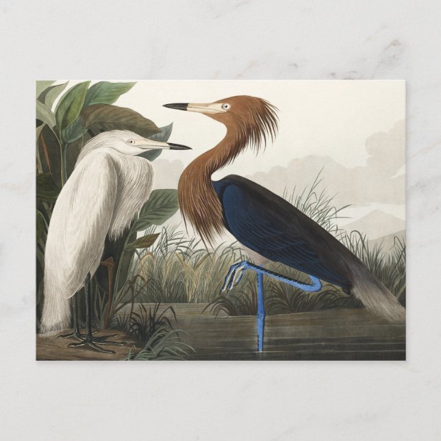 Lila Heron von Vögeln Amerikas Postkarte (Vorderseite)