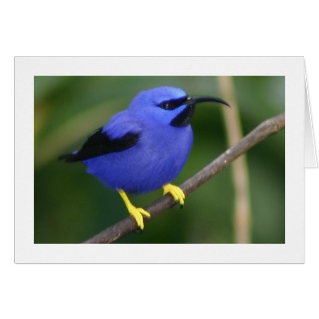 Lila Honeycreeper (Vorderseite (Horizontal))