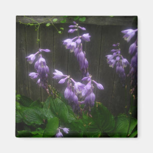LILA HOSTA BELLS MAGNET