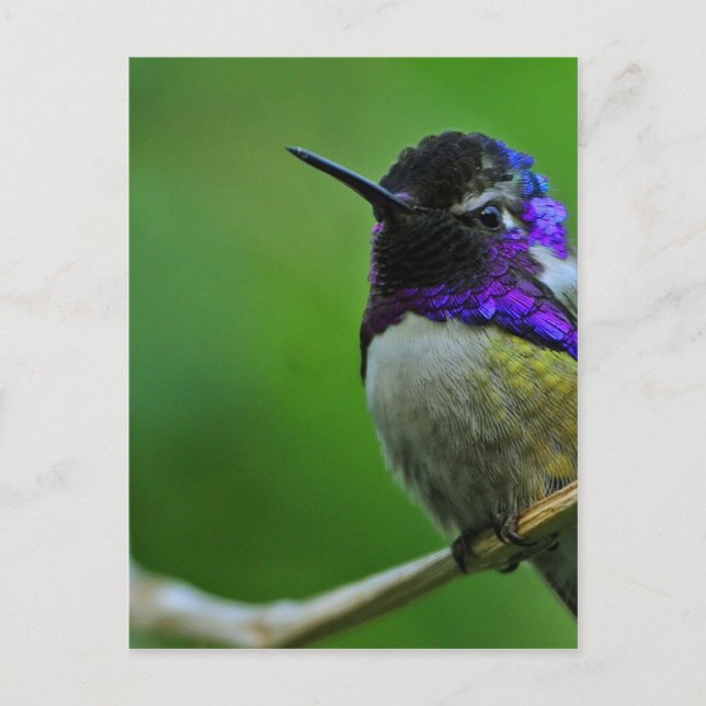 Lila Hummingvogel Postkarte (Vorderseite)