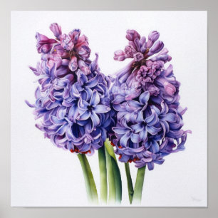 Lila Hyazinth Blume Art Print Poster