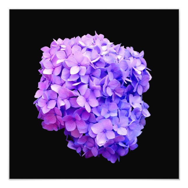 'Lila Hydrangea Bloom' Fotodrucke Fotodruck (Vorne)